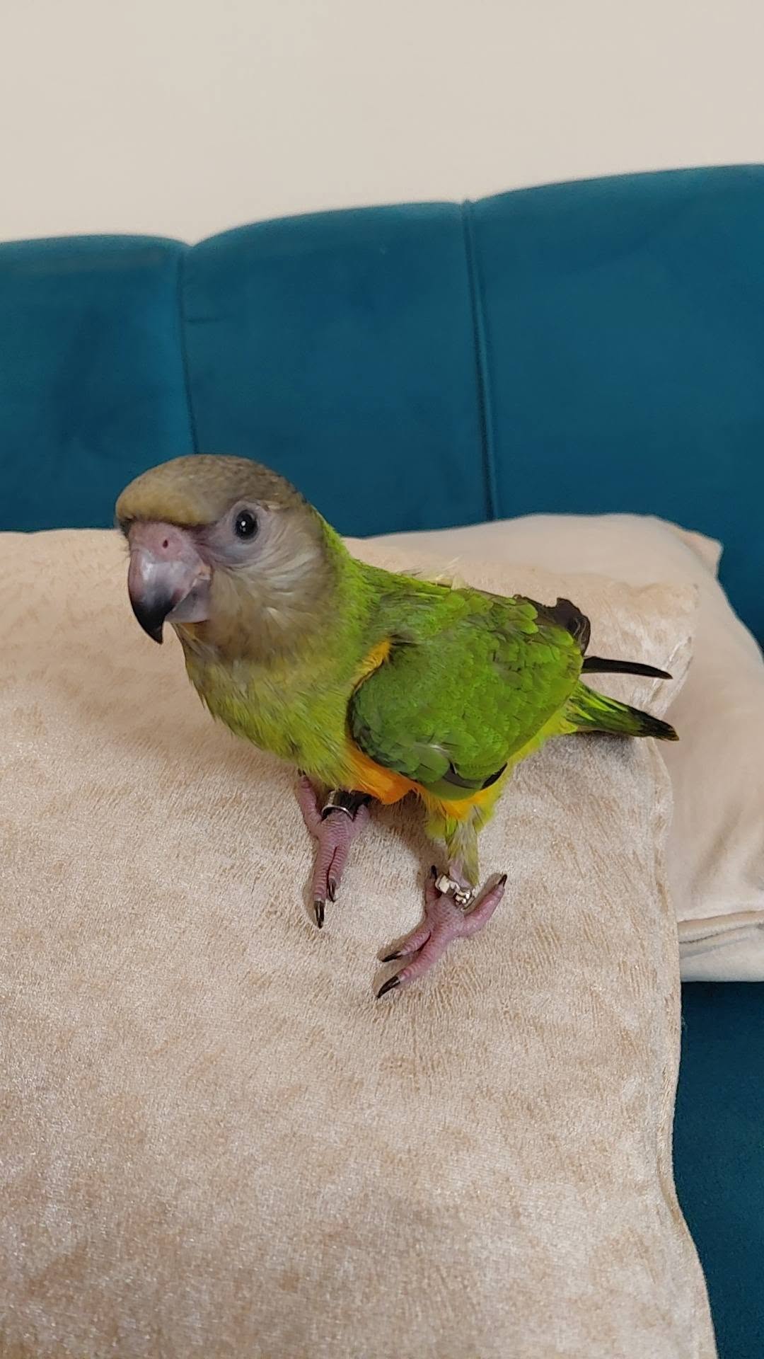 Kiwi