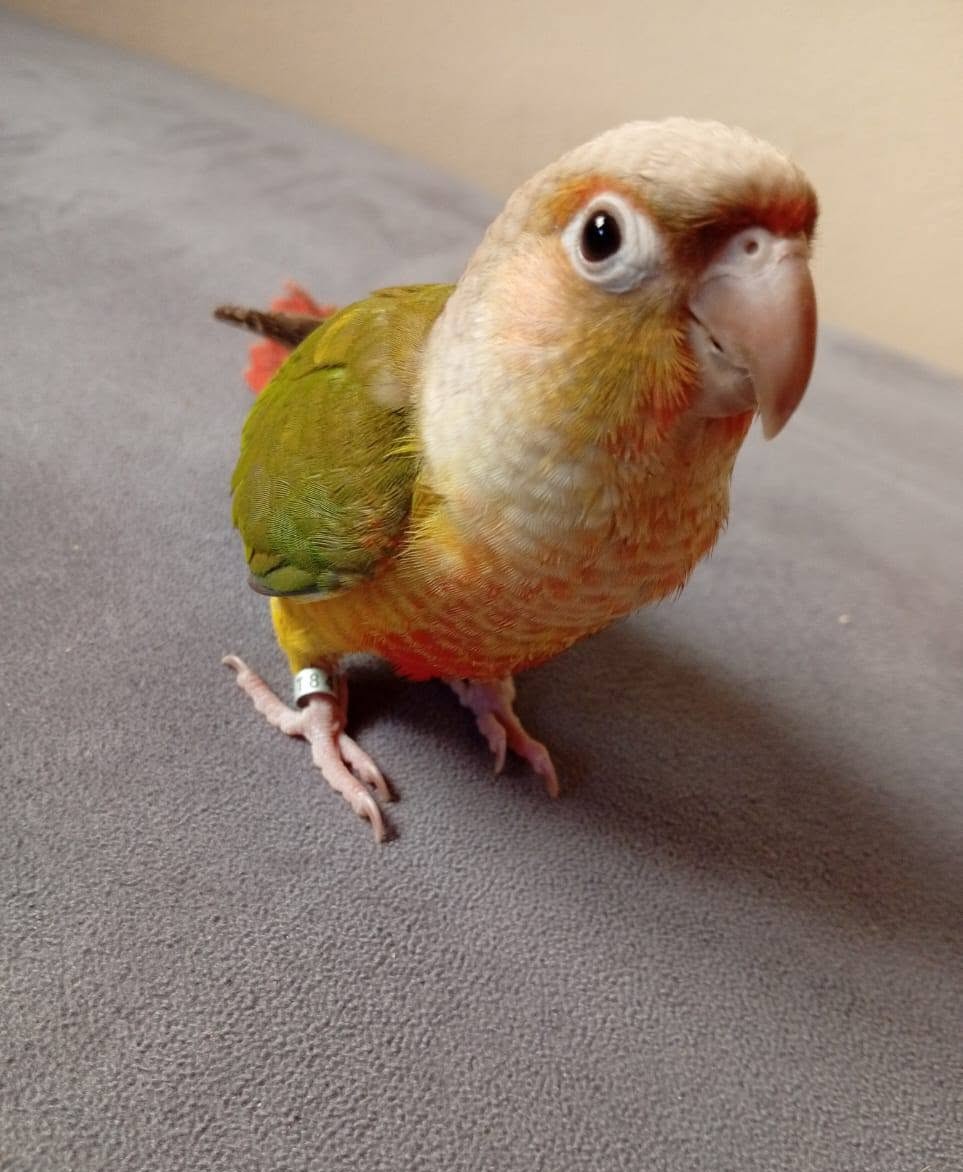 Mango